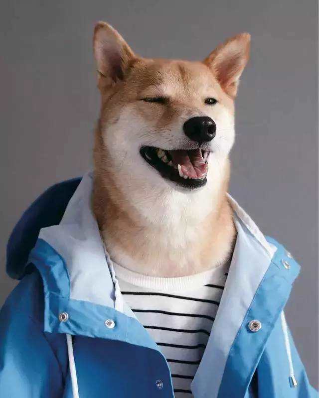 搞笑穿衣服柴犬