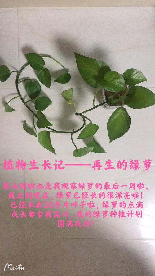 三年级植物观察记录表绿萝_三年级植物观察记录卡作业