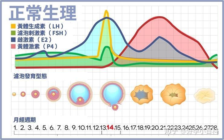 LH是啥