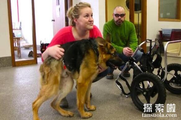 世界上最丑的犬种：卡西莫多犬，没有脖子的“钟楼怪人”