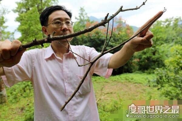 盘点世界上最大的昆虫，最大昆虫竹节虫长达0