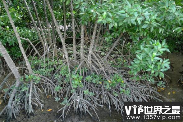 奇怪的胎生植物：红树，在母树上生长发育