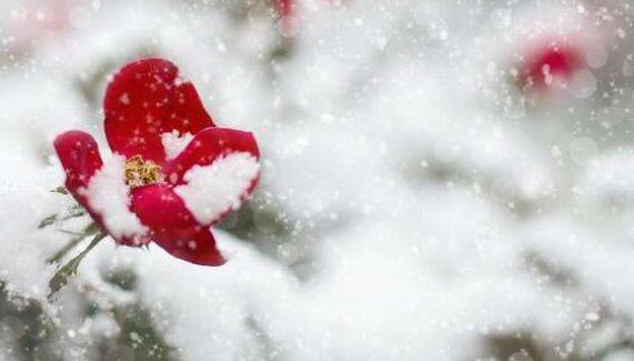 南京的大雪可能不再是一骗一骗