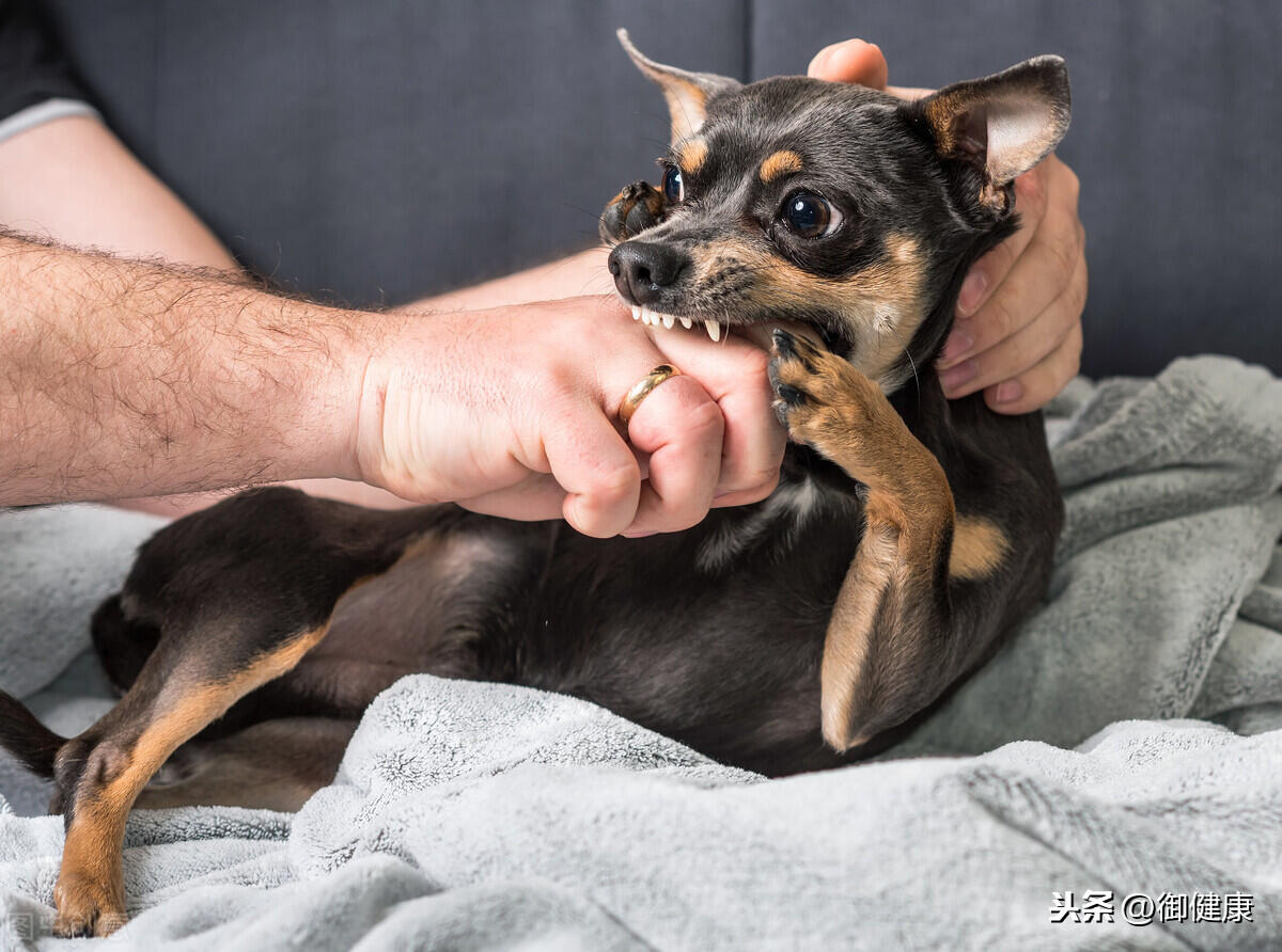 其实大部分人不用打狂犬疫苗