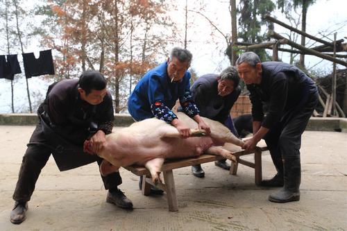 四川不能自家杀年猪了？官方回应