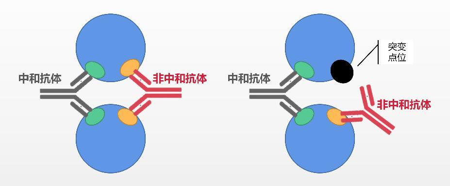 BF.7毒株或成为未来全球主流毒株,B.1.1.7毒株