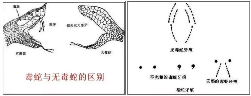 北京望京东路出现银环蛇是怎么回事，关于北京有银环蛇吗的新消息。