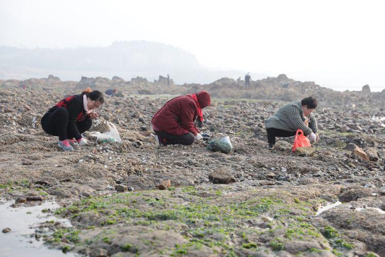 海蛎子加入“赶海套餐”：铺满海滩,赶海海蛎子视频