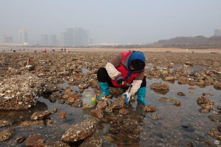 海蛎子加入“赶海套餐”：铺满海滩,赶海海蛎子视频