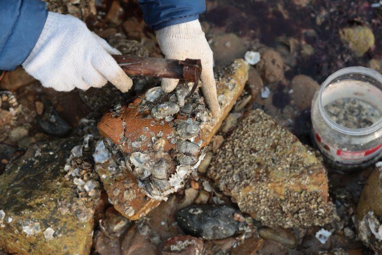 海蛎子加入“赶海套餐”：铺满海滩,赶海海蛎子视频