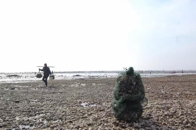 海蛎子加入“赶海套餐”：铺满海滩,赶海海蛎子视频