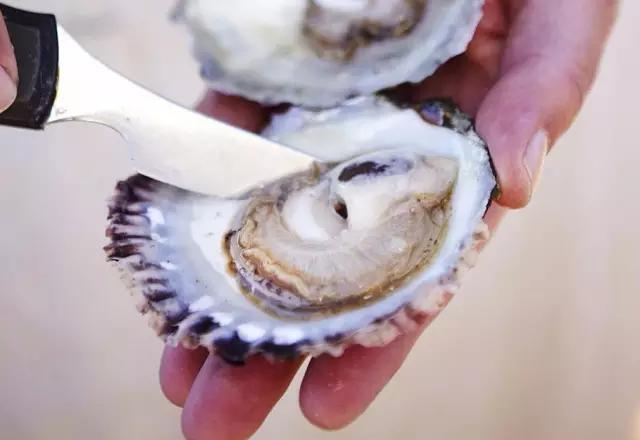 海蛎子加入“赶海套餐”：铺满海滩,赶海海蛎子视频