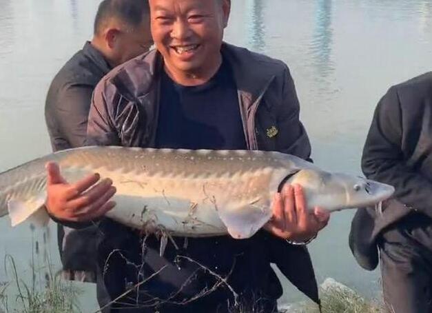 重庆一男子疑似钓到长江鲟,重庆钓鲟鱼的地方