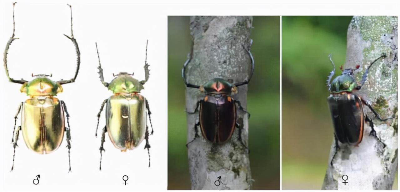 四川发现甲虫新物种：特别好看,究竟是怎么一回事?