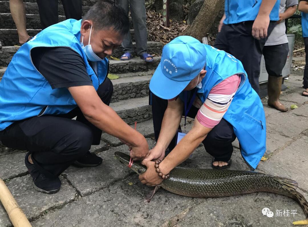 多地报告“怪鱼”肆虐 什么在作怪是怎么回事?