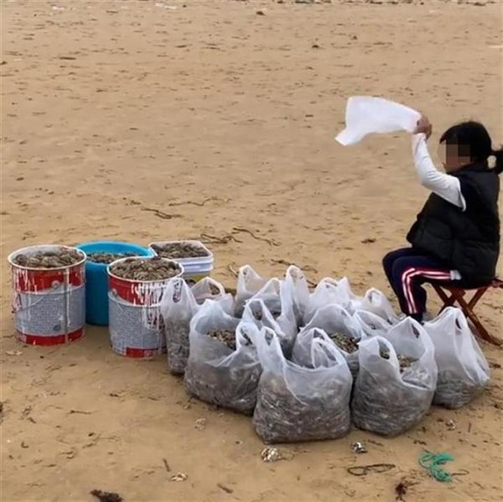 烟台海边再现大量海肠