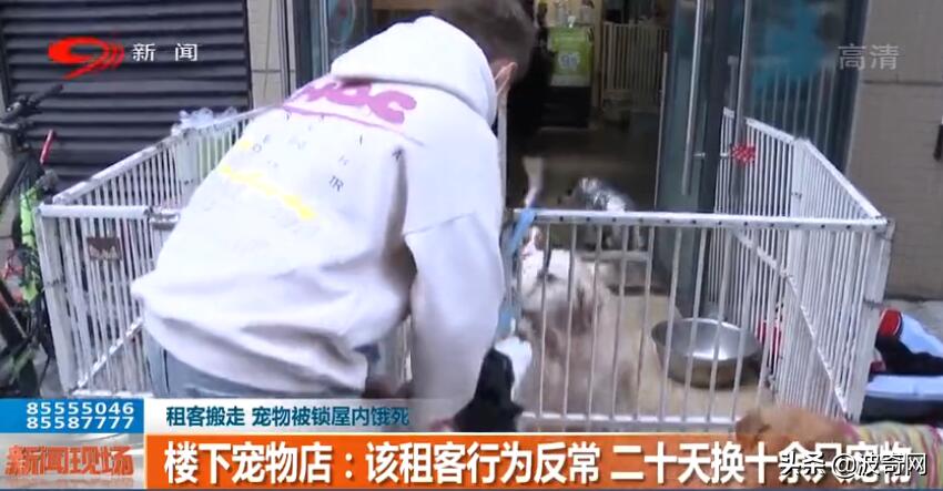 宠物店主回应离开半月猫狗被饿死,宠物猫走丢了几天会饿死