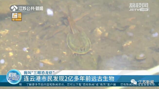 小区池塘发现2亿年前远古生物是怎么回事，关于小区池塘发现2亿年前远古生物现象的新消息。