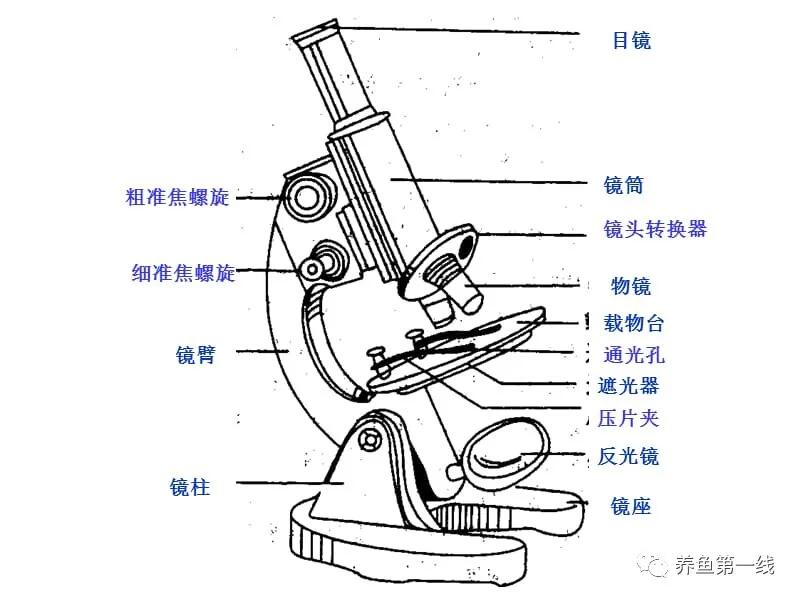 小区池塘现远古生物是怎么回事，关于小池塘里的生物的新消息。