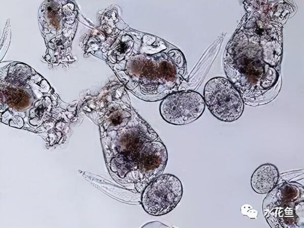 小区池塘现远古生物是怎么回事，关于小池塘里的生物的新消息。