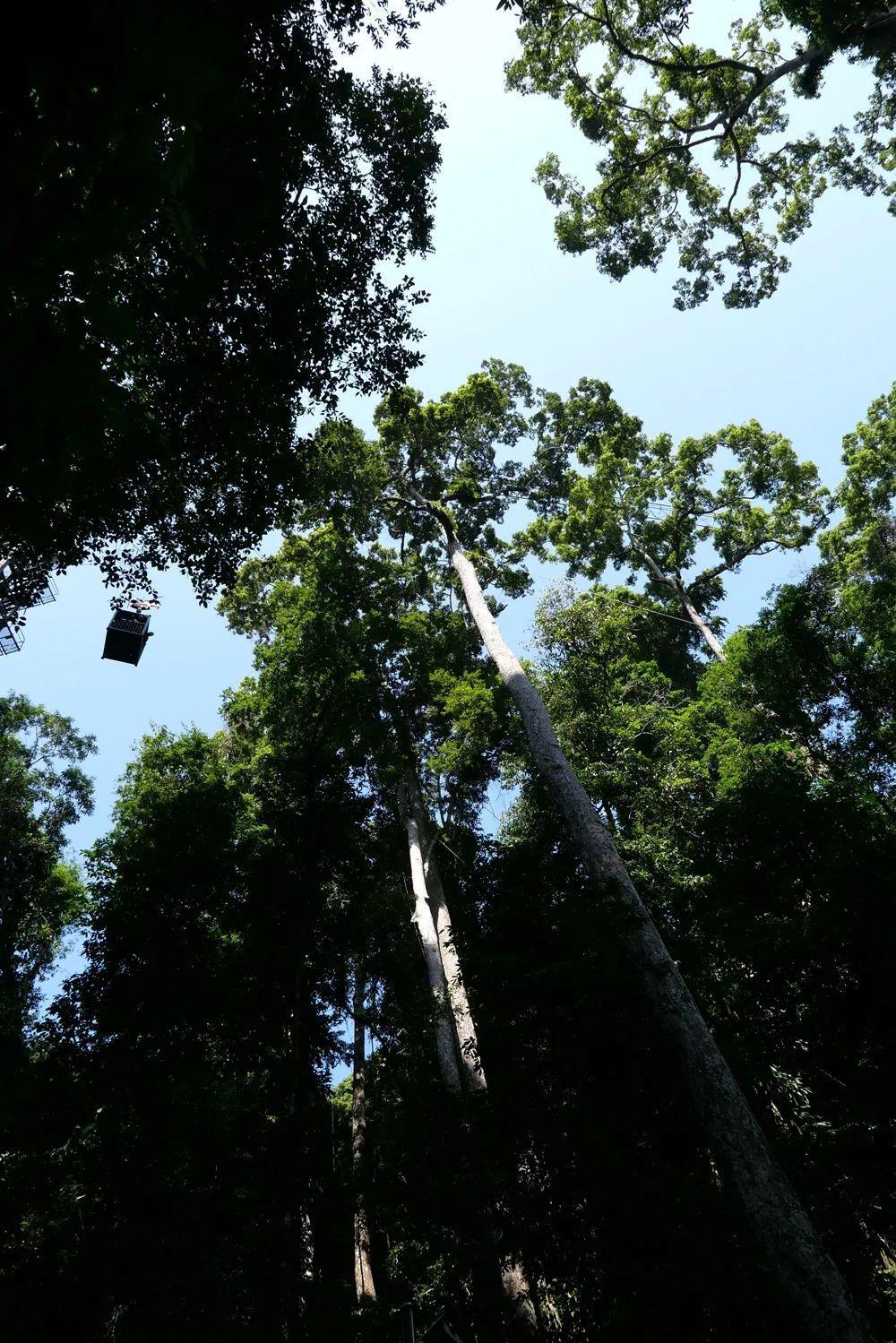 ##云南现世界最大体型的牛：印度野牛