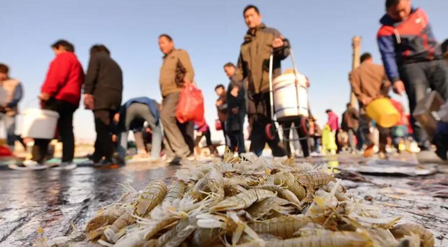 烟台海边出现大量泸沽虾,烟台爬虾