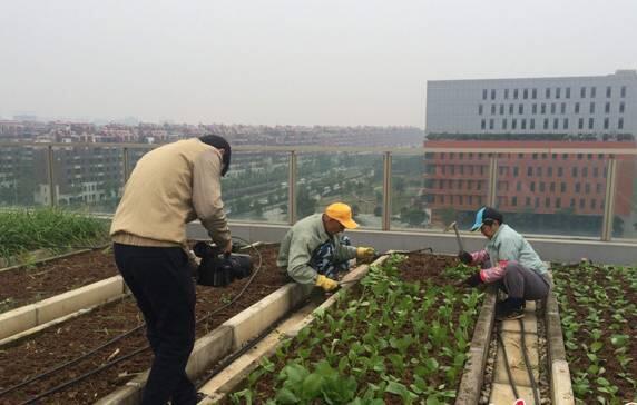 中国人确实有点种菜天赋在身上的,都说中国人有种菜天赋