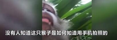 猴子偷手机后疯狂自拍，甚至录制了一段“吃播”视频