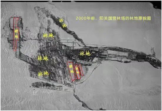 敦煌万亩沙漠防护林被毁?官方通报，到底是怎么回事