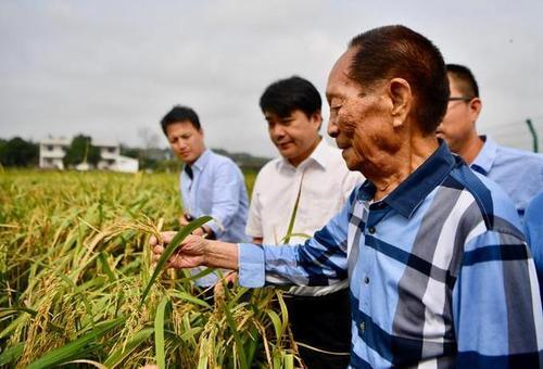 袁隆平曾在三亚摔跤 袁隆平住三亚哪里?三亚袁隆平水稻基地在哪里