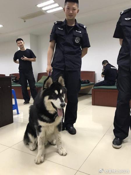 民警捡回两犬想当警犬结果真是警犬,捡到警犬怎么办