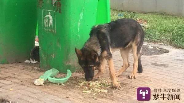 民警捡回两犬想当警犬结果真是警犬,捡到警犬怎么办