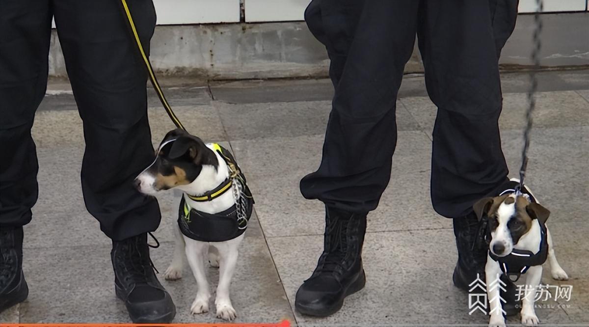 南京超小号警犬已上岗7天,南京淘汰警犬