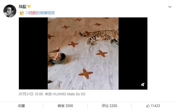 12只宠物猫被法拍为主人还债是怎么回事，关于晒猫索赔20万的新消息。