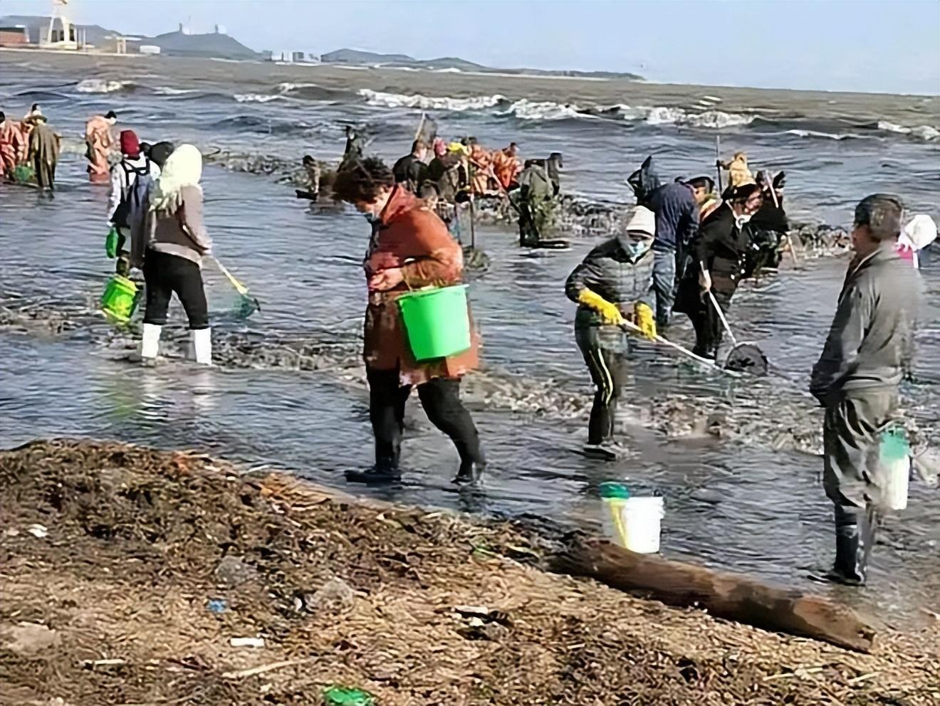 烟台回应海肠从哪来,海肠只有烟台有吗