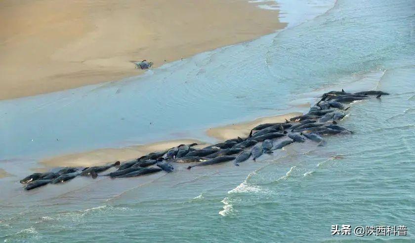 澳大利亚一海滩约230头鲸发生搁浅,澳大利亚海滩数百头鲸鱼搁浅原因