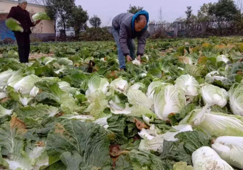 多地蔬菜滞销到底“堵”在哪儿