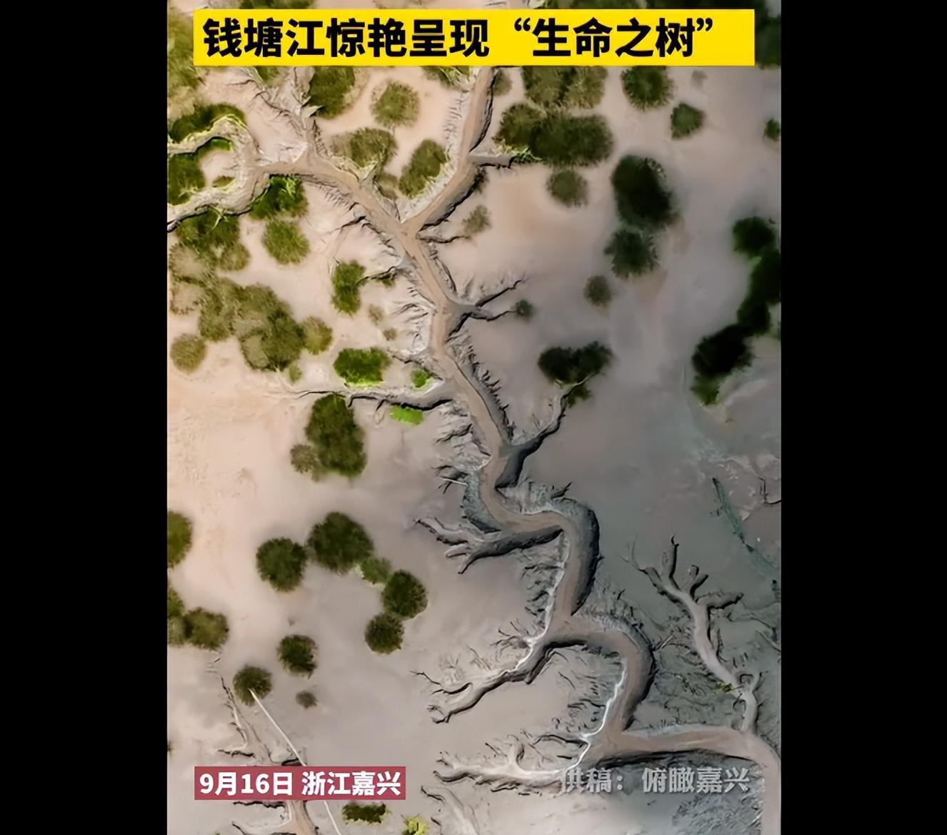 钱塘江退潮后惊现大地之树,钱塘江大潮退潮后的景象