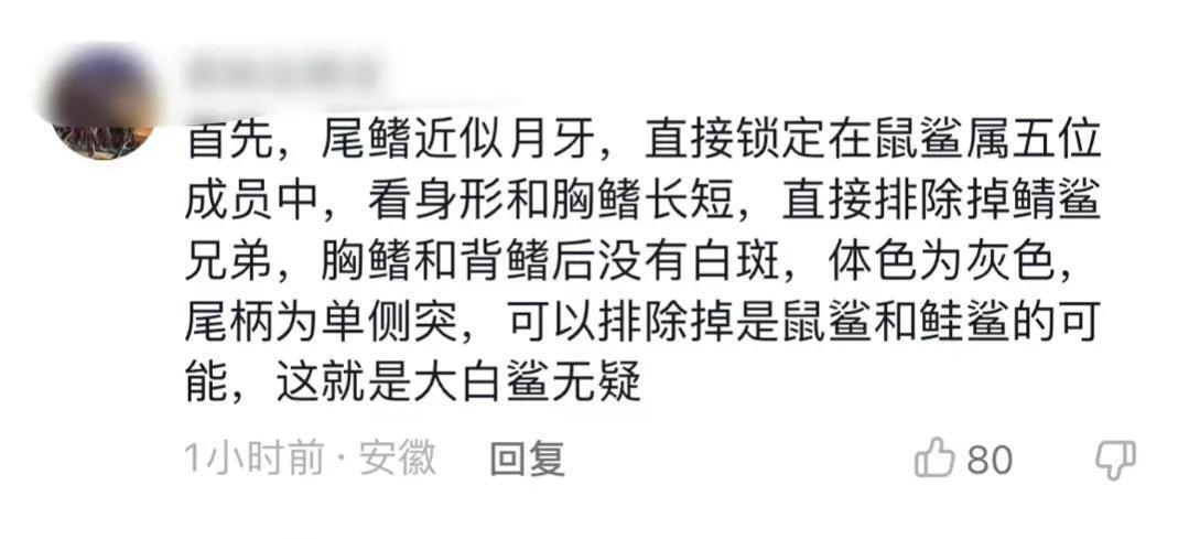 吃大白鲨网红或面临10年以上刑罚是怎么回事，关于吃大白鲨违法吗的新消息。