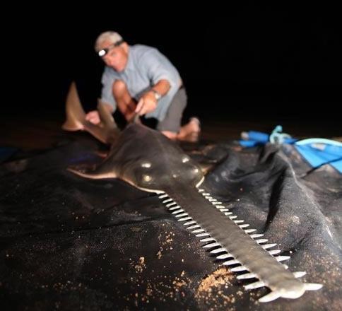 河南汝州巨型怪鱼系高危外来生物是怎么回事，关于河中巨怪鱼类名单的新消息。