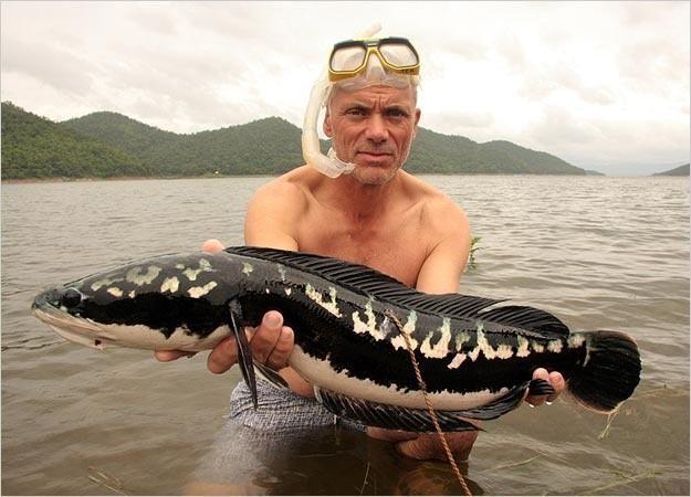 河南汝州巨型怪鱼系高危外来生物是怎么回事，关于河中巨怪鱼类名单的新消息。