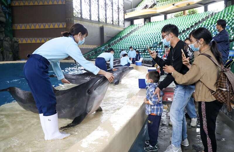 珠海长隆海洋王国最大鲸鲨疑死亡,究竟是怎么一回事?