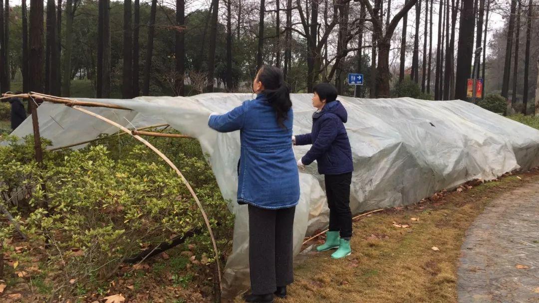 ##绿化工作人员在大雨中浇树