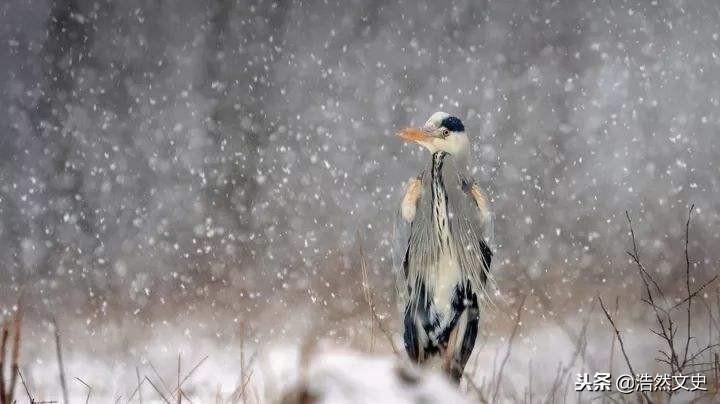 ##大雪节气谁是真正下雪王