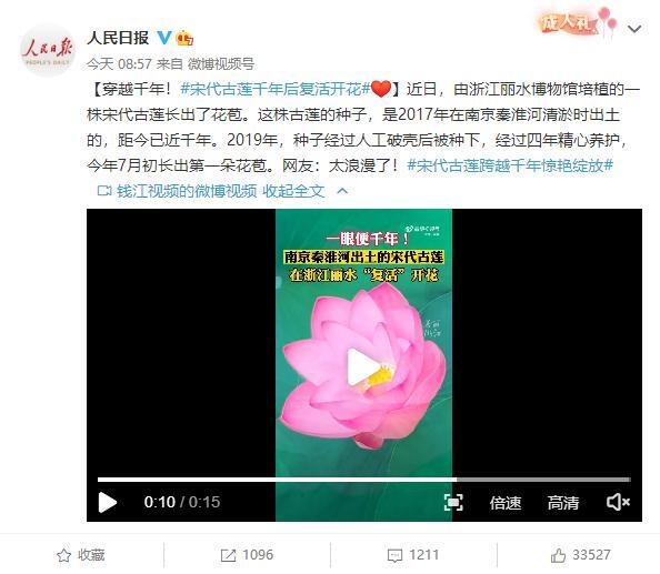 900多岁古莲复活开花是怎么回事，关于百年古莲复活开花图片的新消息。