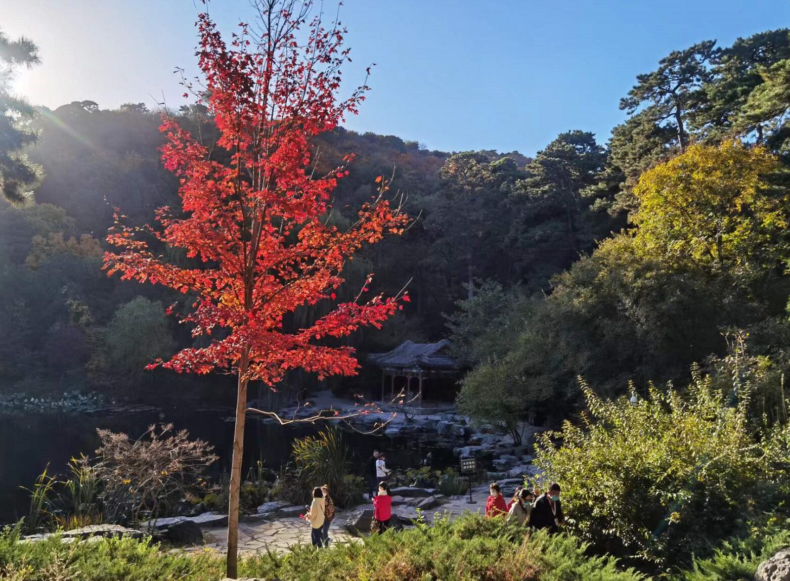 香山红叶观赏高峰期已至,究竟是怎么一回事?