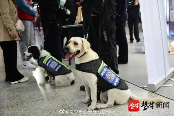 南京地铁超小号警犬国庆上岗,南京地铁 警犬