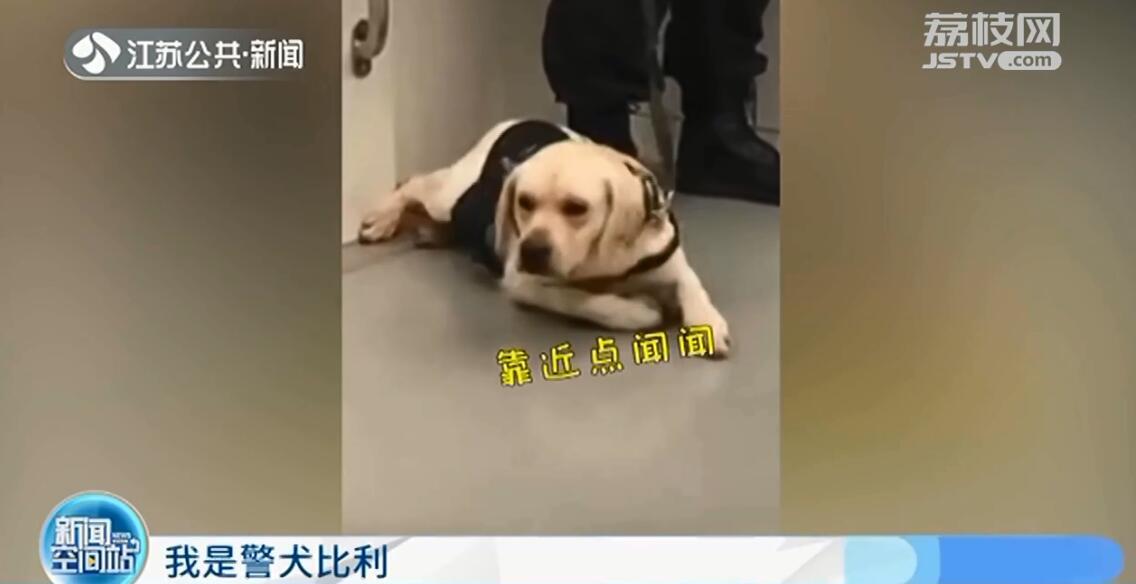 南京地铁超小号警犬国庆上岗,南京地铁 警犬