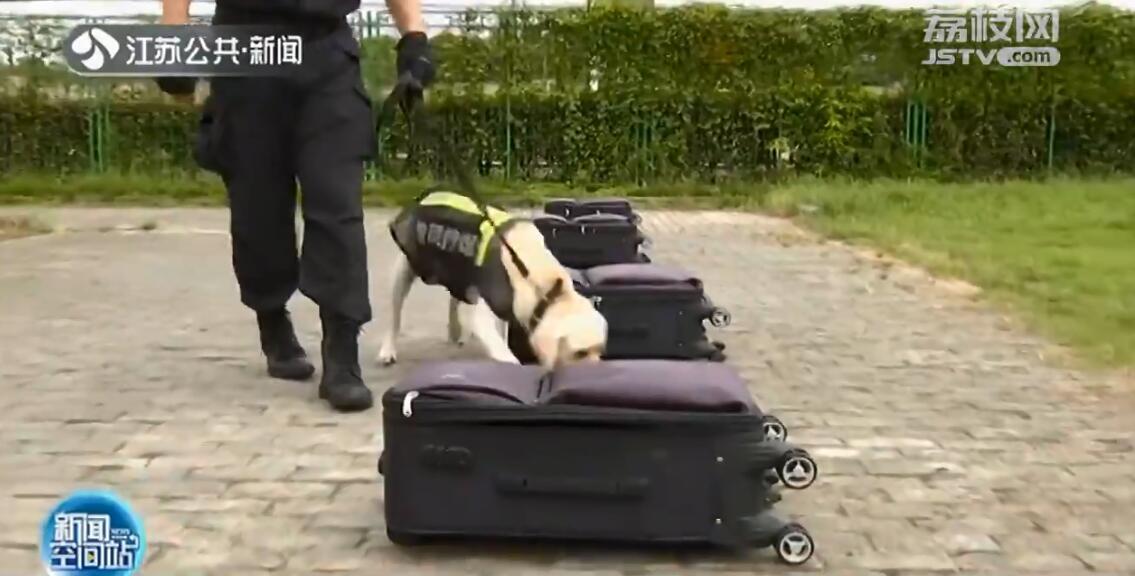 南京地铁超小号警犬国庆上岗,南京地铁 警犬