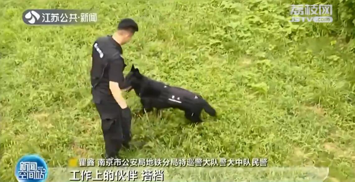 南京地铁超小号警犬国庆上岗,南京地铁 警犬